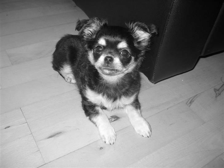 Chihuahua Adelina's Phoebe - Model billede 9