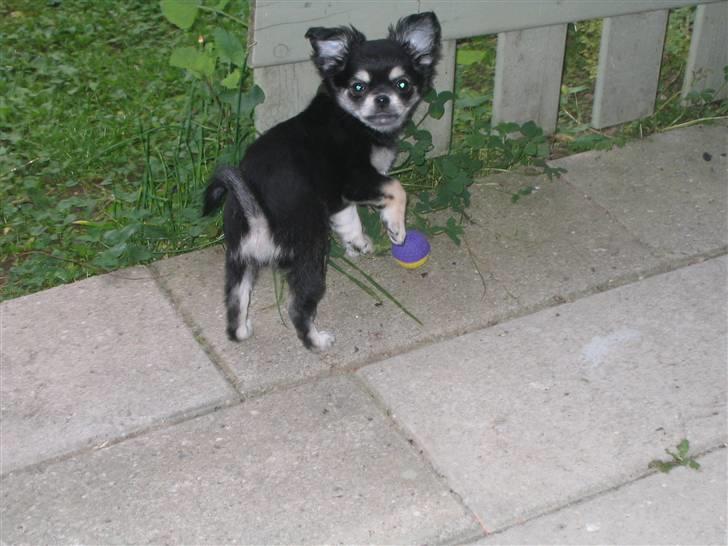 Chihuahua Adelina's Phoebe - Lille prinsesse billede 10