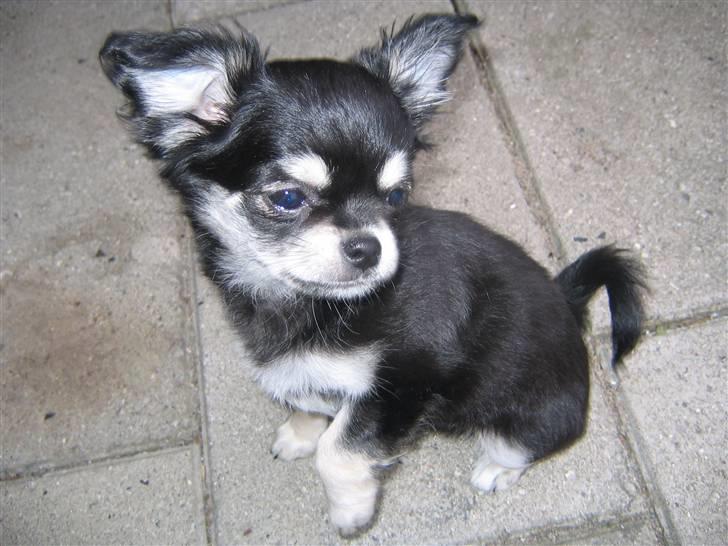 Chihuahua Adelina's Phoebe - Så stritter ørerne næsten :D billede 11