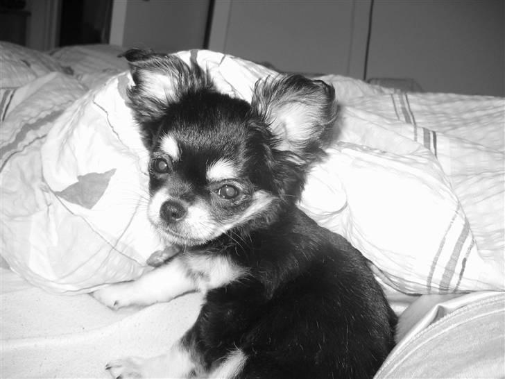 Chihuahua Adelina's Phoebe - Hygge billede 12