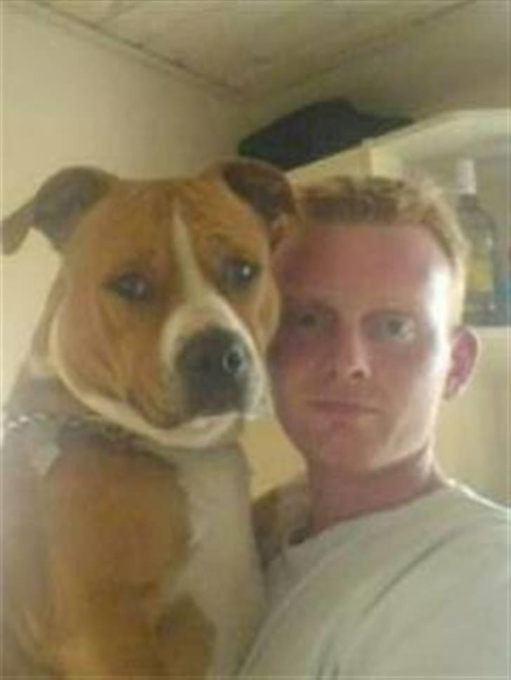 Amerikansk staffordshire terrier Baloo - Se jeg er oppe ved far.. billede 8