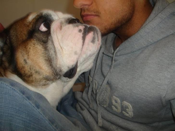 Engelsk bulldog Mojo  * R.I.P. * :´(  - ægte kærlighed billede 11