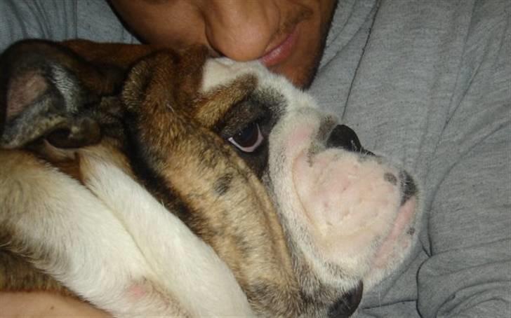 Engelsk bulldog Mojo  * R.I.P. * :´(  billede 12