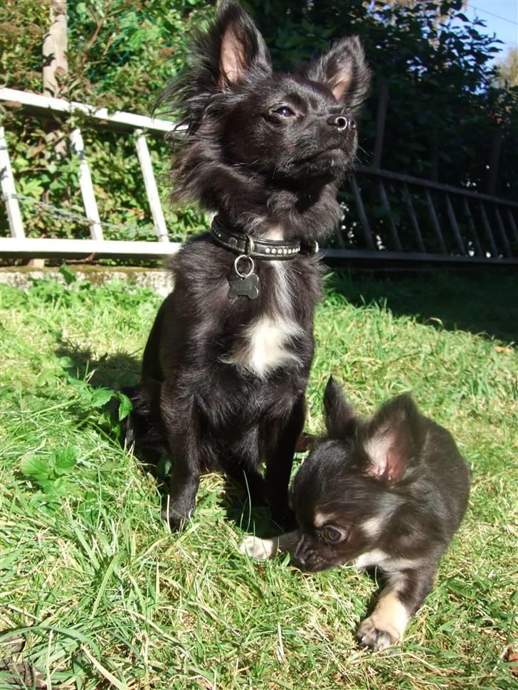 Chihuahua Meilow billede 6