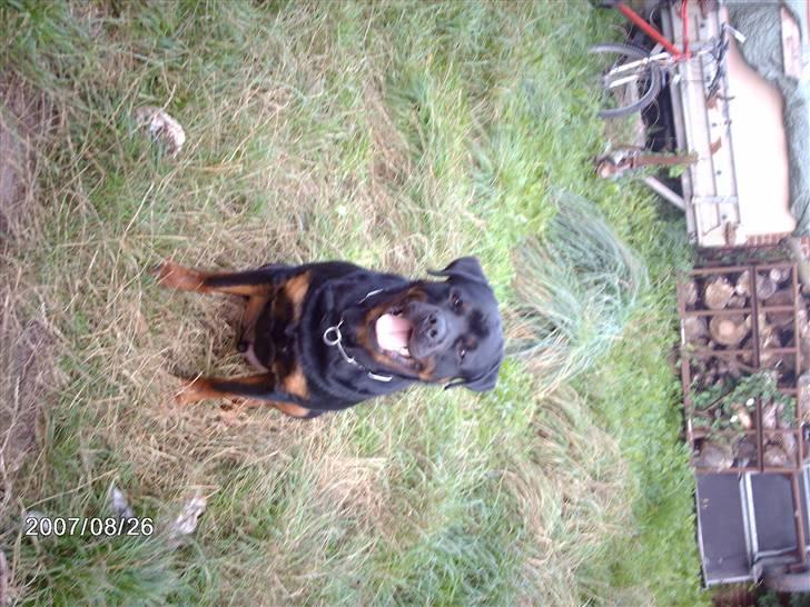 Rottweiler wappe billede 7