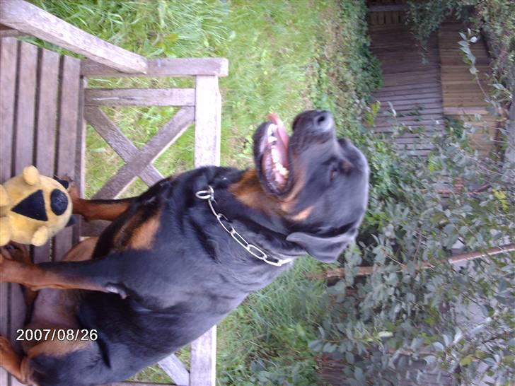 Rottweiler wappe billede 8