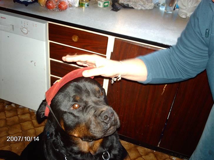 Rottweiler wappe billede 9