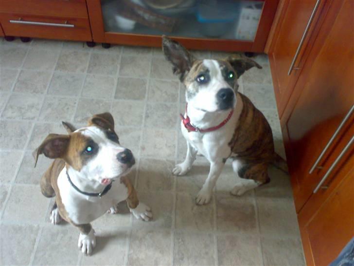 Blanding af racer amstaff/mutte Mille* - Tika og Mille 10/7-08 billede 19