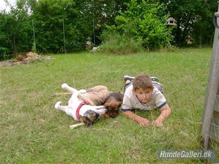Blanding af racer amstaff/mutte Mille* - "Her er jeg sammen med mine to dejlige onkler ;)" 15 mdr. billede 20
