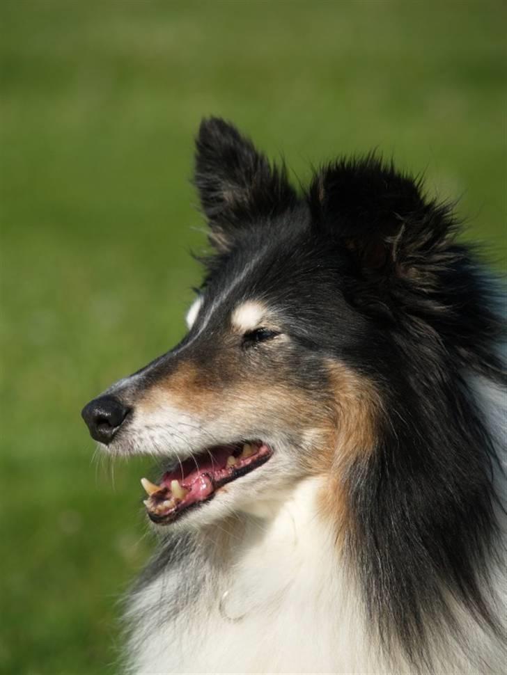 Shetland sheepdog Zita - R.I.P - Zita 14 år billede 1