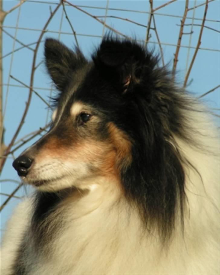 Shetland sheepdog Zita - R.I.P - Zita 13,5 år billede 2
