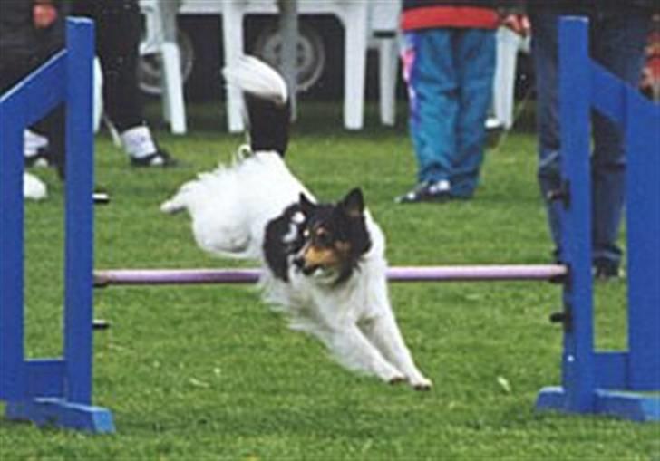 Shetland sheepdog Zita - R.I.P billede 4
