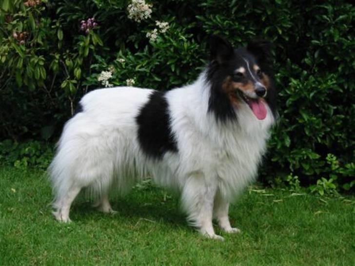 Shetland sheepdog Zita - R.I.P - Zita 8 år gammel billede 6
