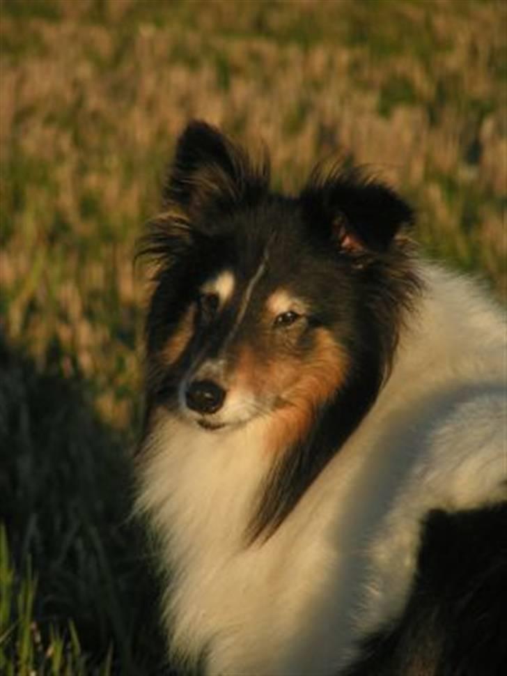 Shetland sheepdog Zita - R.I.P billede 7