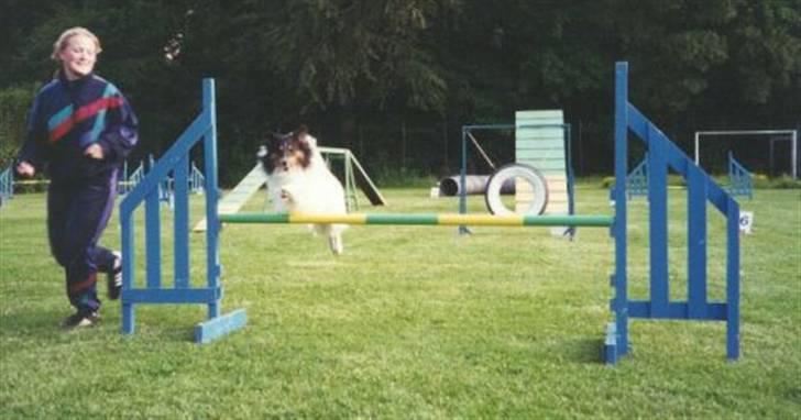 Shetland sheepdog Zita - R.I.P - Zita løb i stor klasse de første 5 år af sit liv. Hun skulle springe 65 cm højt billede 8