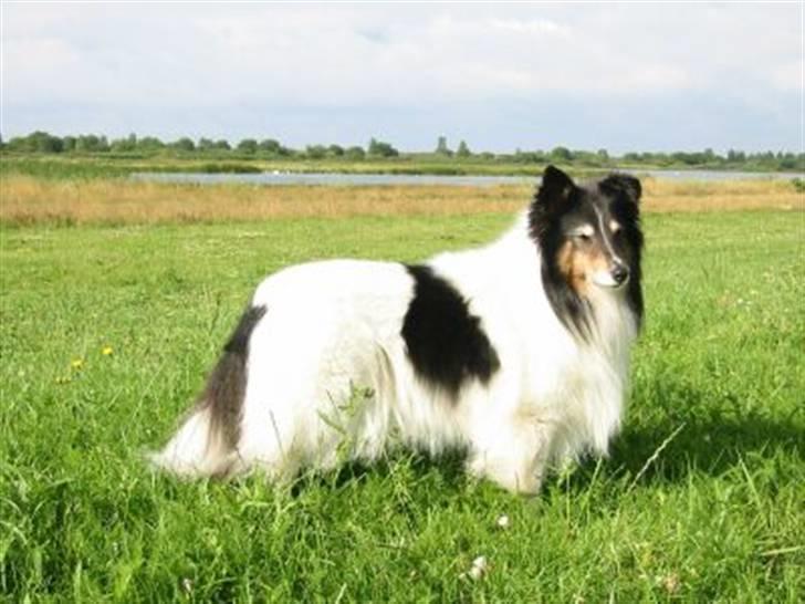 Shetland sheepdog Zita - R.I.P - Zita 9 år gammel billede 9