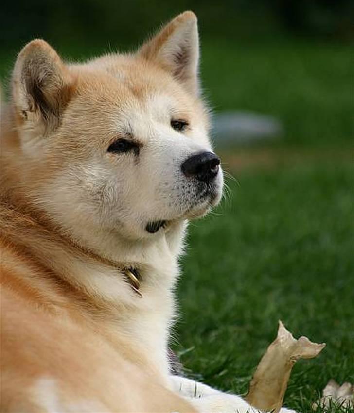 Akita inu Sam billede 1