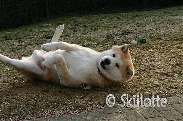 Akita inu Sam billede 2