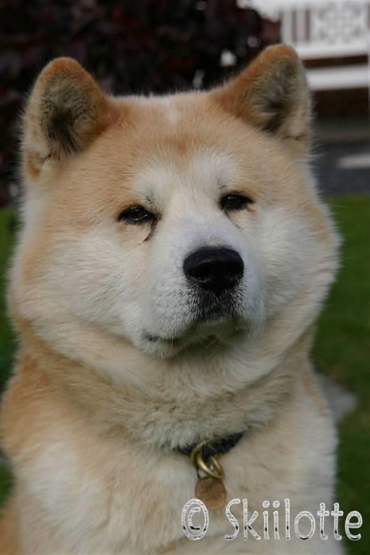 Akita inu Sam billede 3