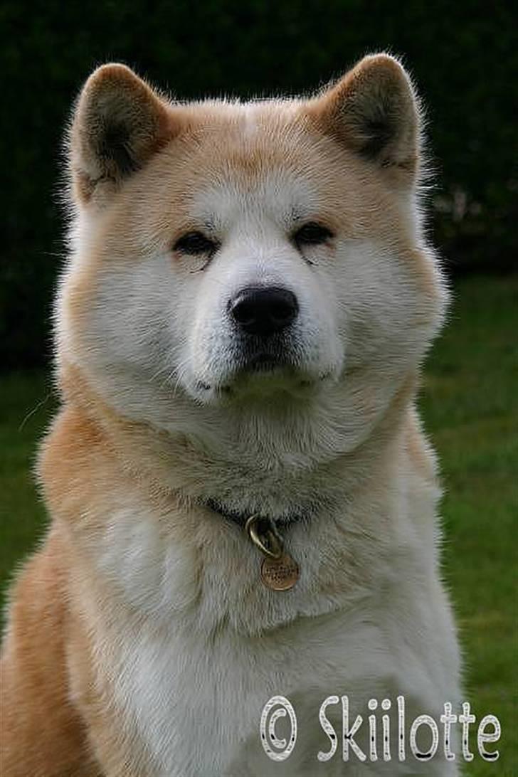 Akita inu Sam billede 4