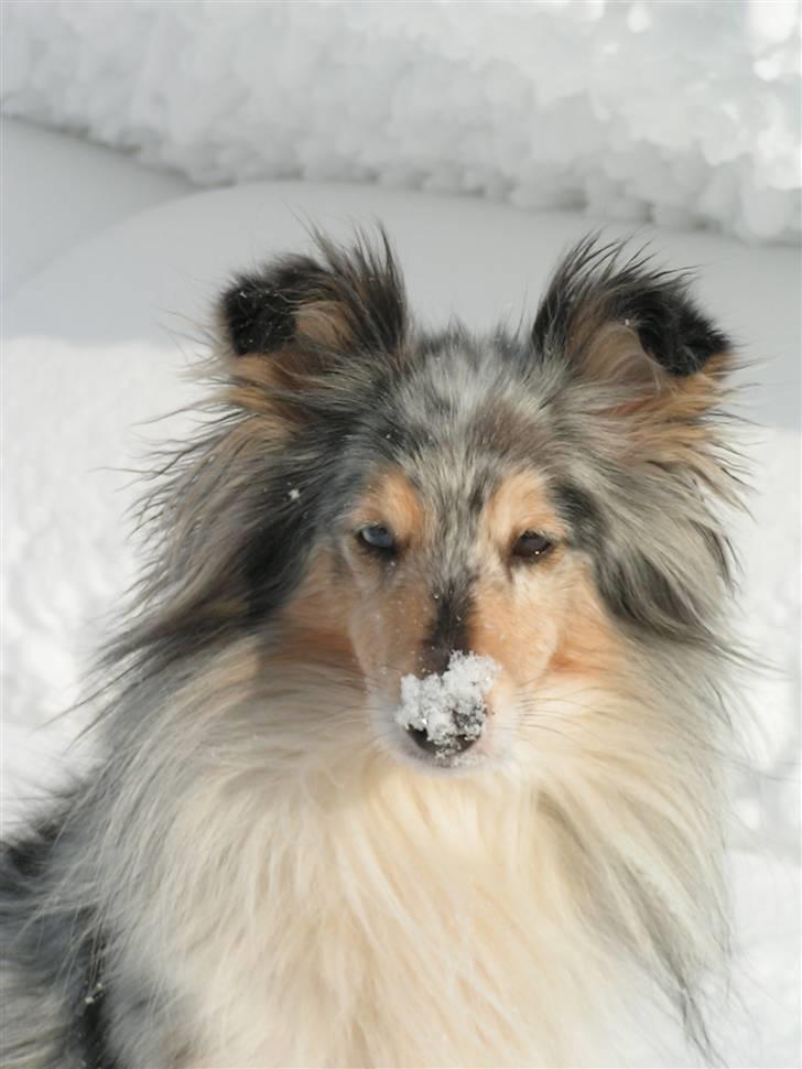 Shetland sheepdog Zandy billede 1