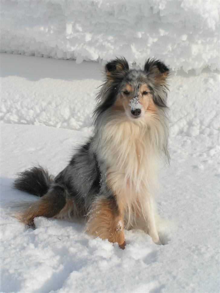Shetland sheepdog Zandy billede 2