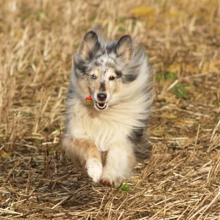 Shetland sheepdog Zandy billede 3