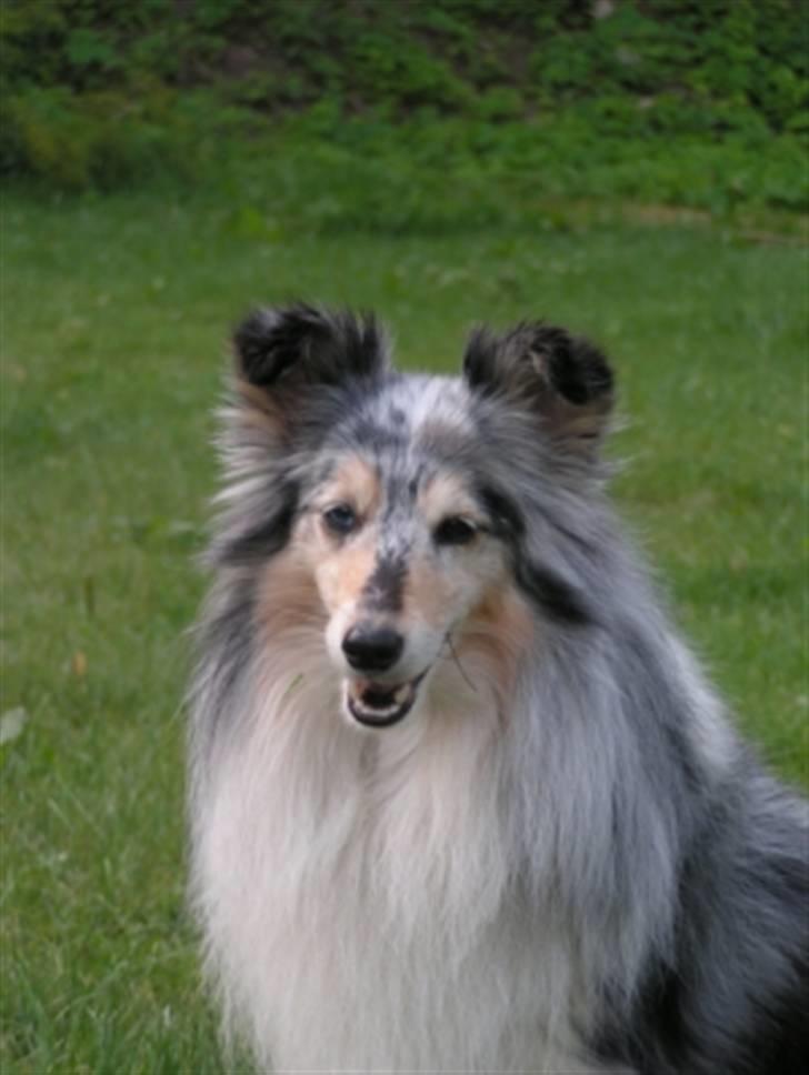 Shetland sheepdog Zandy billede 4