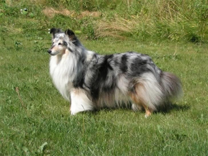 Shetland sheepdog Zandy billede 5
