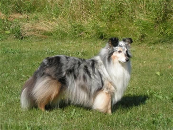 Shetland sheepdog Zandy billede 6