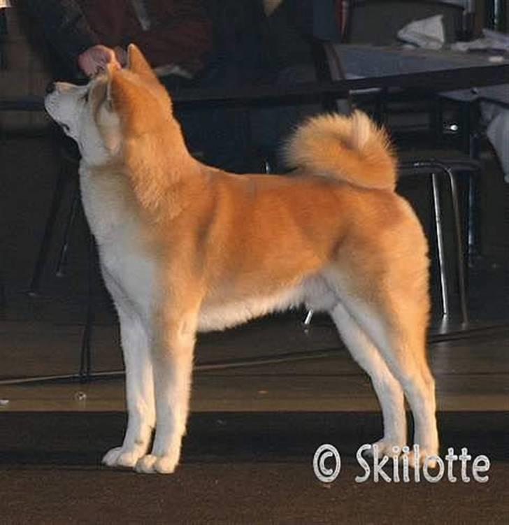 Akita inu Sam billede 5