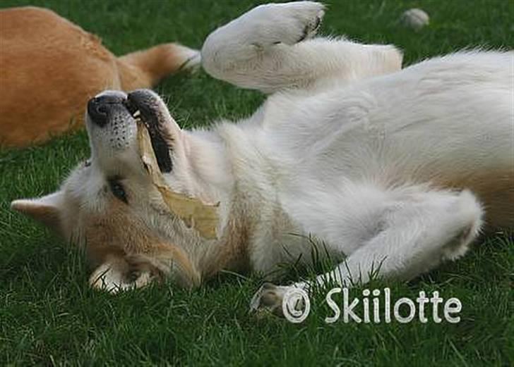 Akita inu Sam billede 6