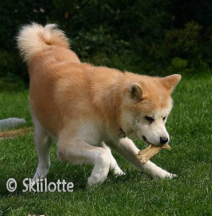 Akita inu Sam billede 7
