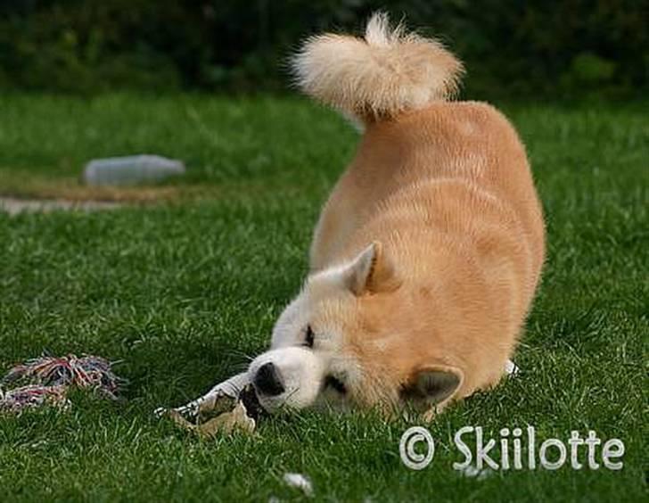 Akita inu Sam billede 8