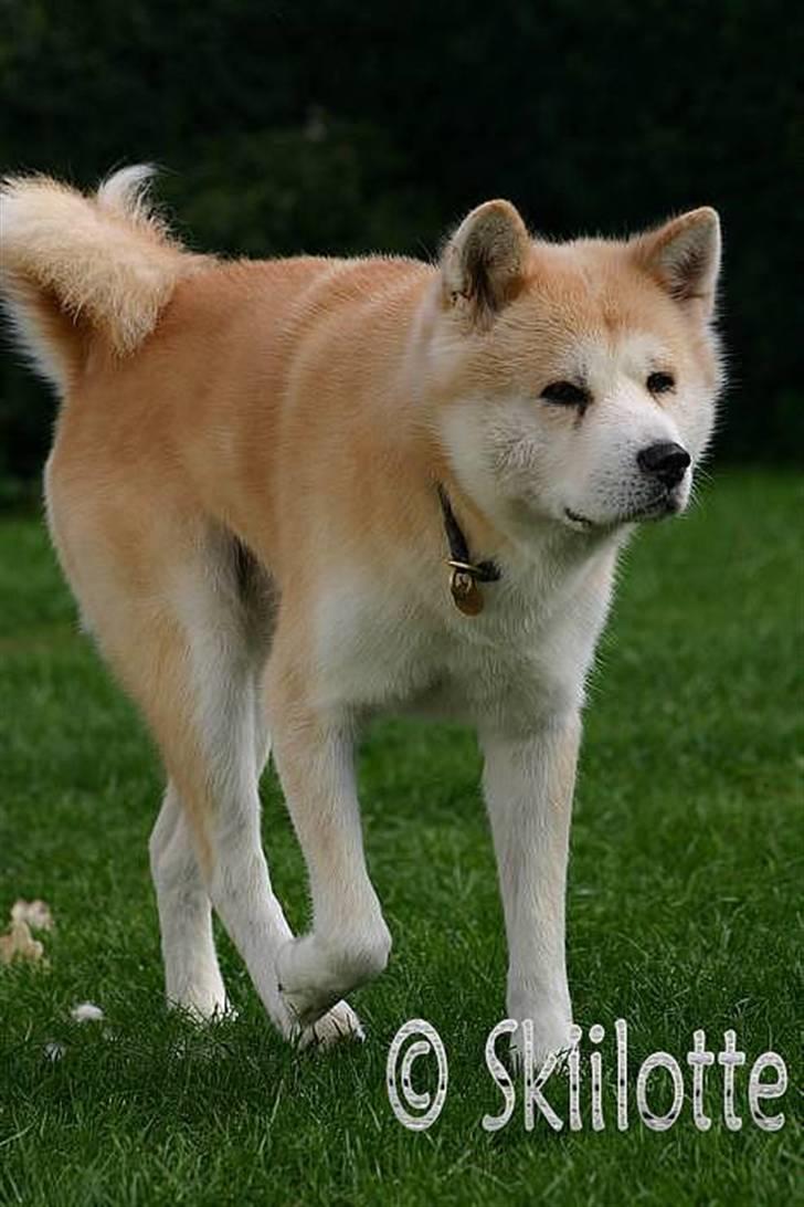 Akita inu Sam billede 9