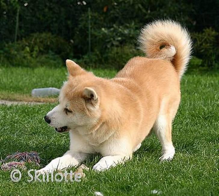 Akita inu Sam billede 10
