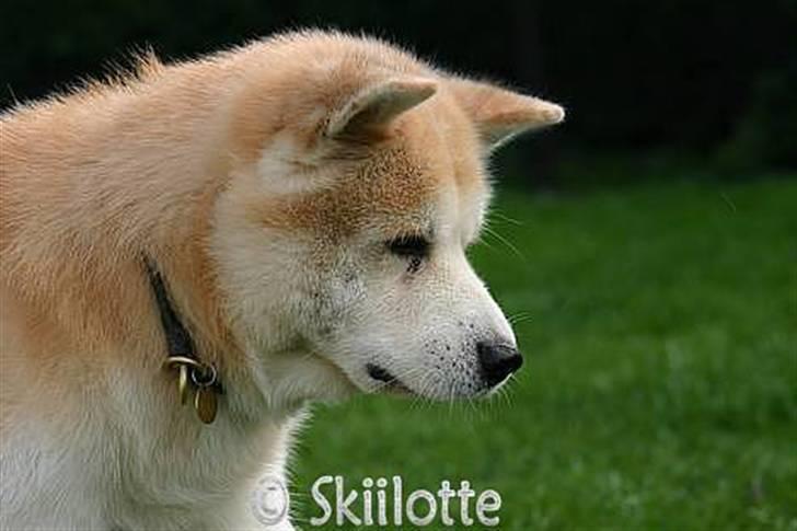 Akita inu Sam billede 11