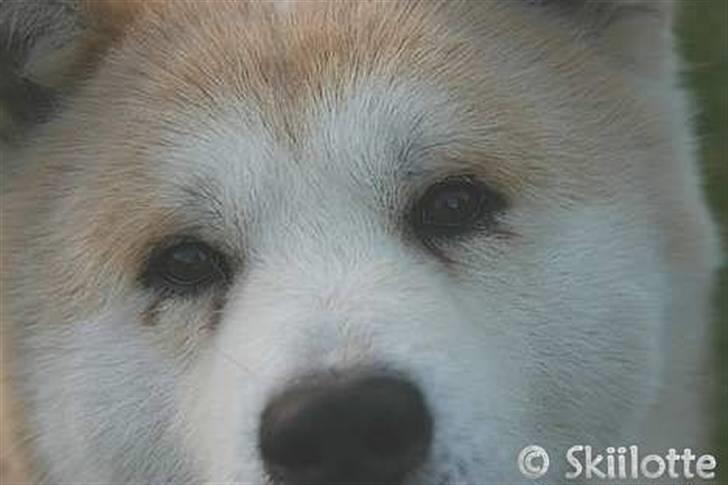 Akita inu Sam billede 12