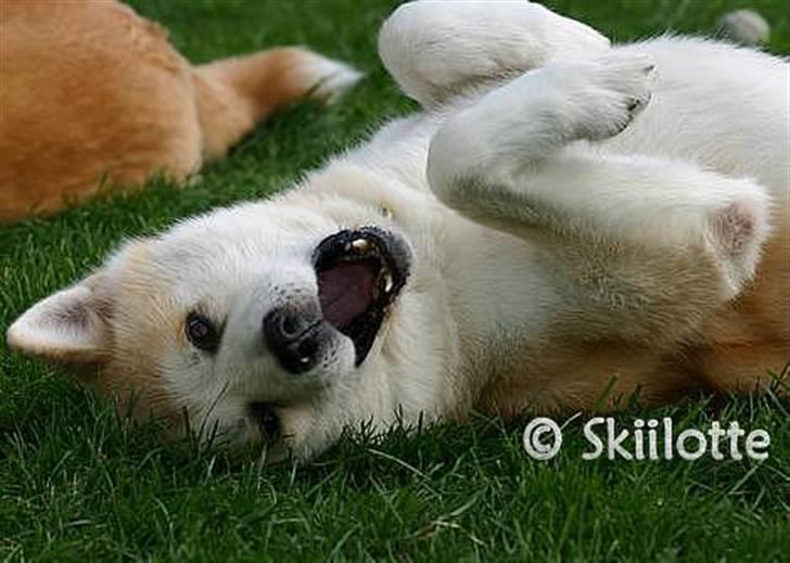 Akita inu Sam billede 13