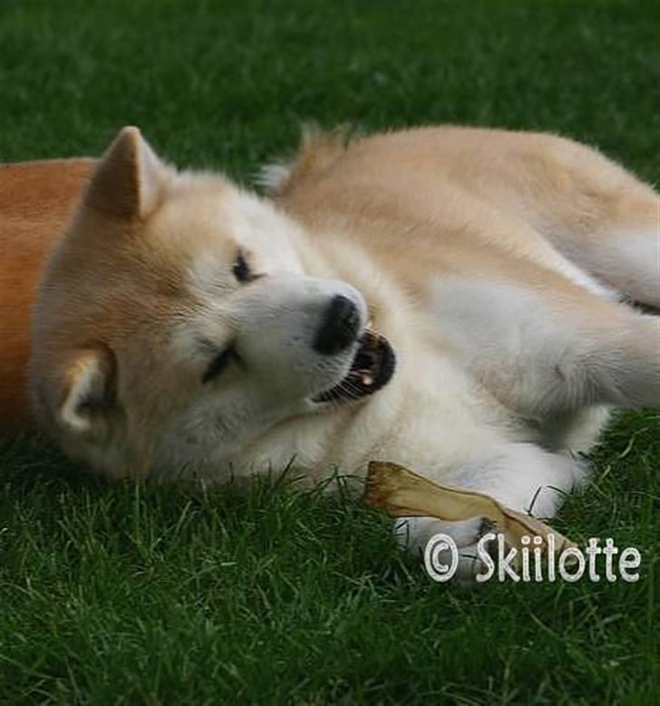 Akita inu Sam billede 14