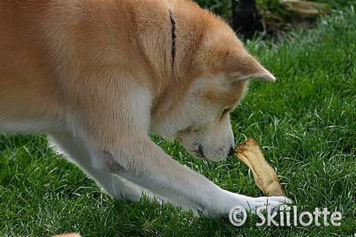 Akita inu Sam billede 15