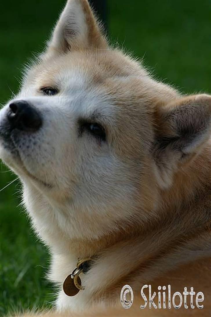 Akita inu Sam billede 16