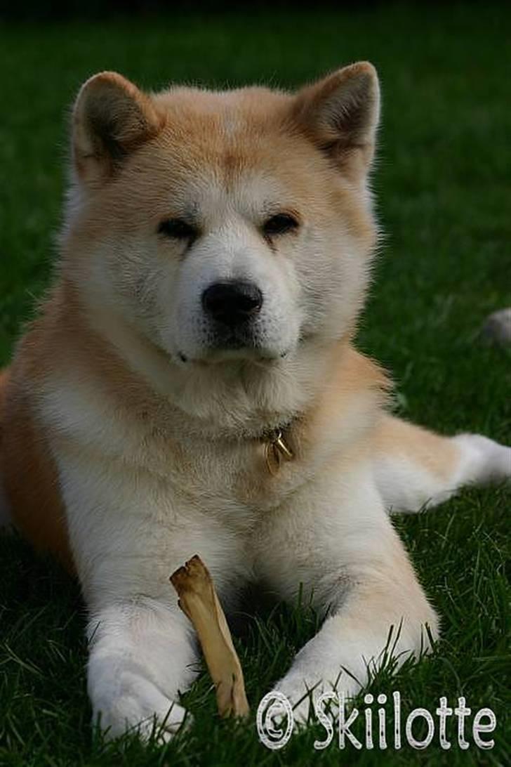 Akita inu Sam billede 17