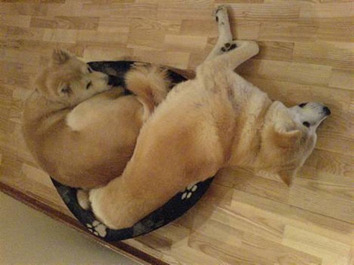 Akita inu Sam billede 18