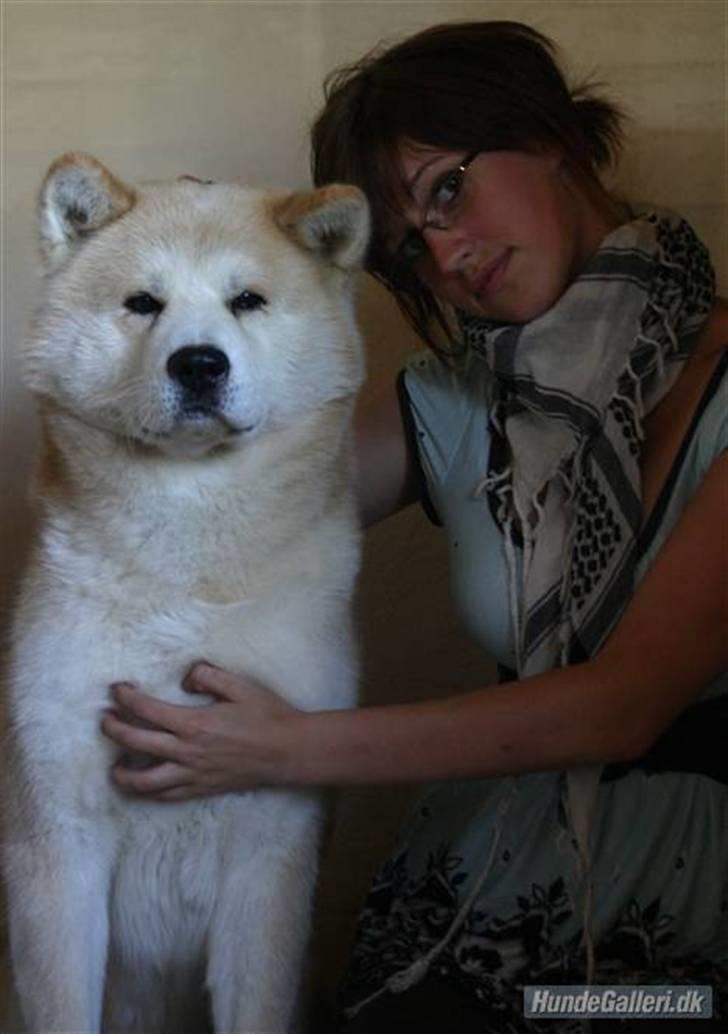 Akita inu Sam - Min datter Skiilotte herinde og Sam 9 år gammel .,  billede 19