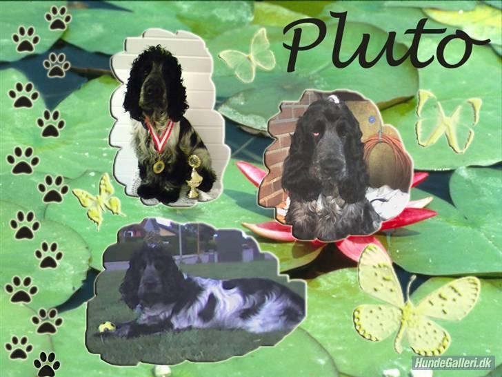 Cocker spaniel pluto - pluto fra: bente T. mange gange tak billede 8