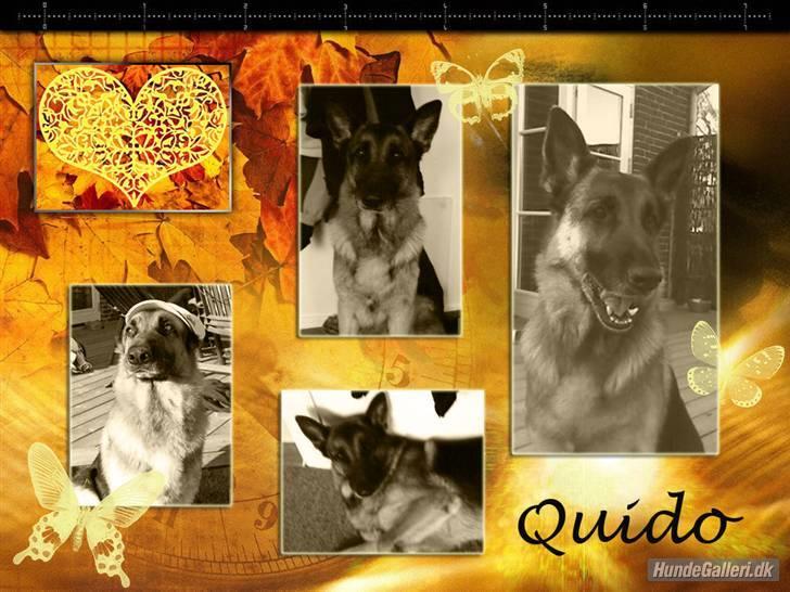 Schæferhund Quido - er det ikke flot? mange tak for billedet bente T. billede 11