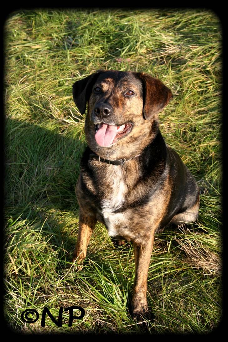 Blanding af racer Nala [Mor & Far's] billede 16