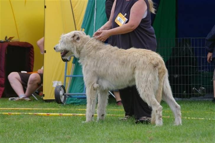 Irsk ulvehund Tumling - Tumling ved  DKK´s  dobbelt Jubilæriumsudstilling  i Vejen  11 og 12 August 07 , hvor  hun  blev  Bedste Senior begge  dage ........ I dag ( 17/10/07 ) er  Tumling  ikke  mere    :  (     Hun  var  en  ENER  !!!   billede 16