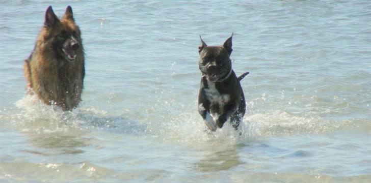 Amerikansk staffordshire terrier Beti billede 16